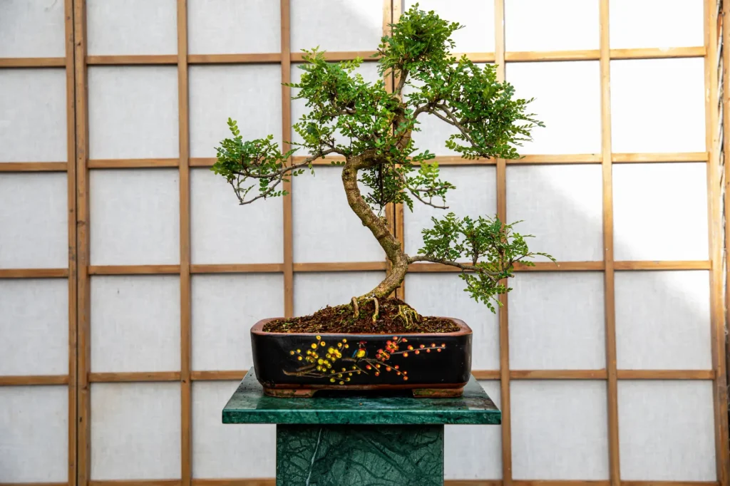 Japanese pepper tree bonsai with pronounced S-shaped trunk, atop a display stand in the shade