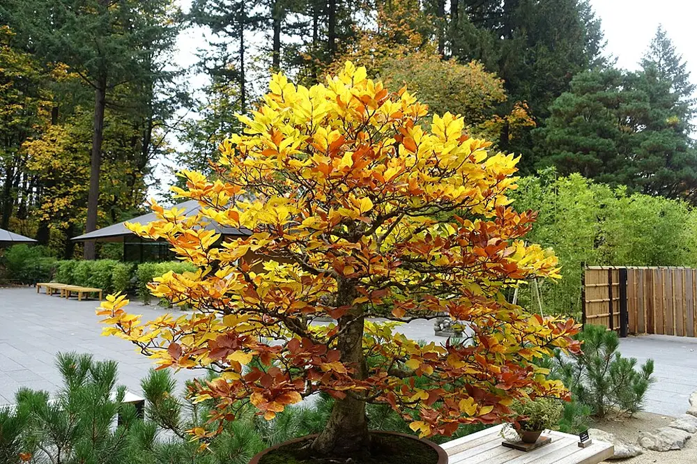 Large beech bonsai with autumnal yellow, orange and brown leaves on an outdoor display bench in front of a forest