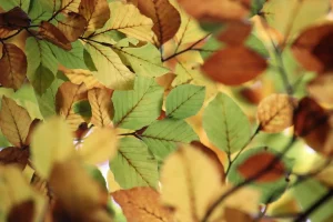 Close-up of beech foliage, with overlapping leaves in shades of green, yellow and brown