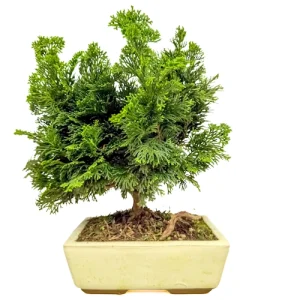 Chamaecyparis 30cm