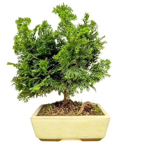 Chamaecyparis 30cm