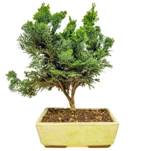 Chamaecyparis 34cm