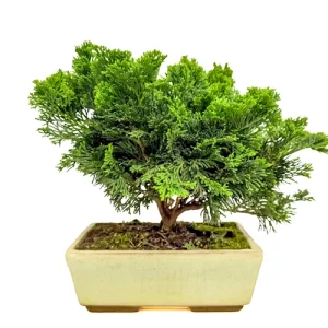 Chamaecyparis 26cm