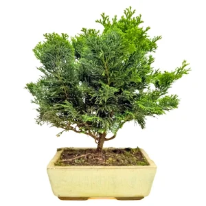 Chamaecyparis 32cm