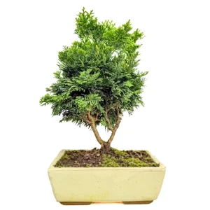 Chamaecyparis 32cm