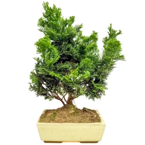 Chamaecyparis 37cm