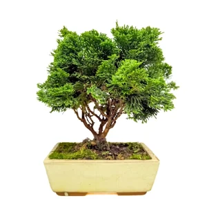 Chamaecyparis 30cm