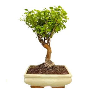 Chinese Sweet Plum 34cm