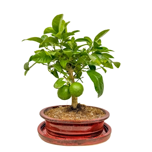Red Sweet Lime Inc Tray 36cm
