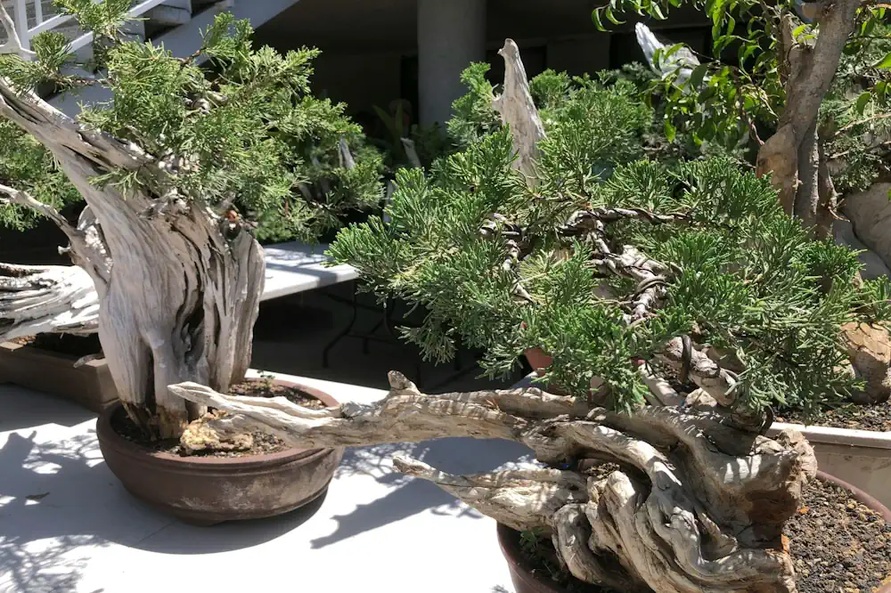 Two juniper bonsai with lengthy and winding shari around their trunks in sunlight, some wiring visible round their branches