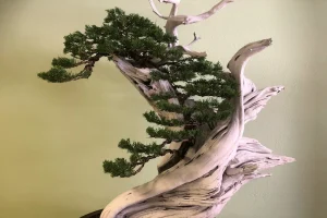 Pine bonsai with twisted, pale-to-light-pink deadwood contrasting the trunk, wiring visible on some branches
