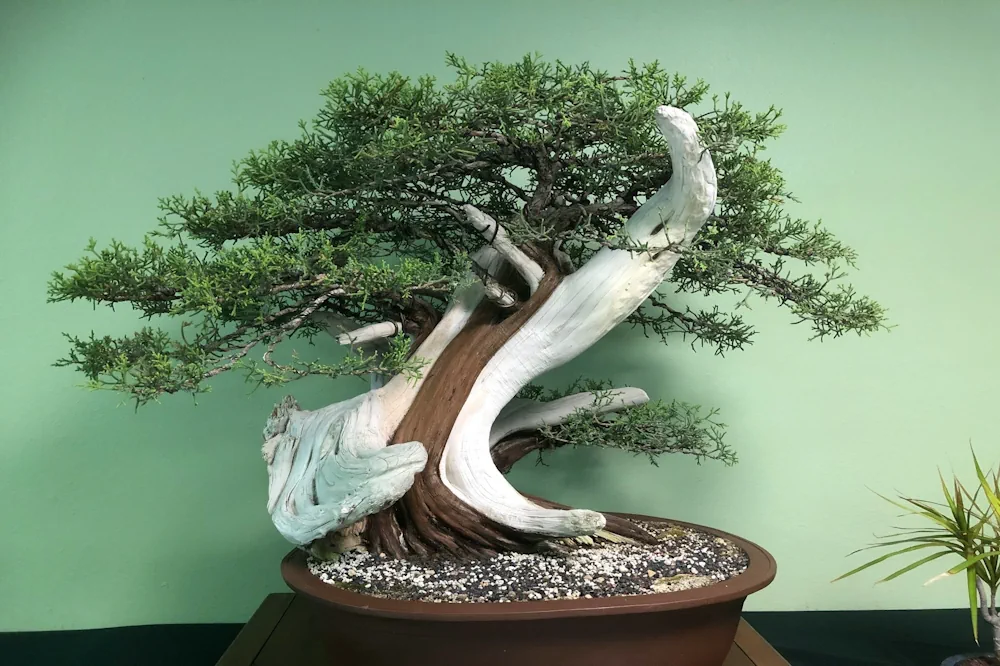 Juniper bonsai with shari deadwood wrapping across the trunk, canopy of foliage spilling either side