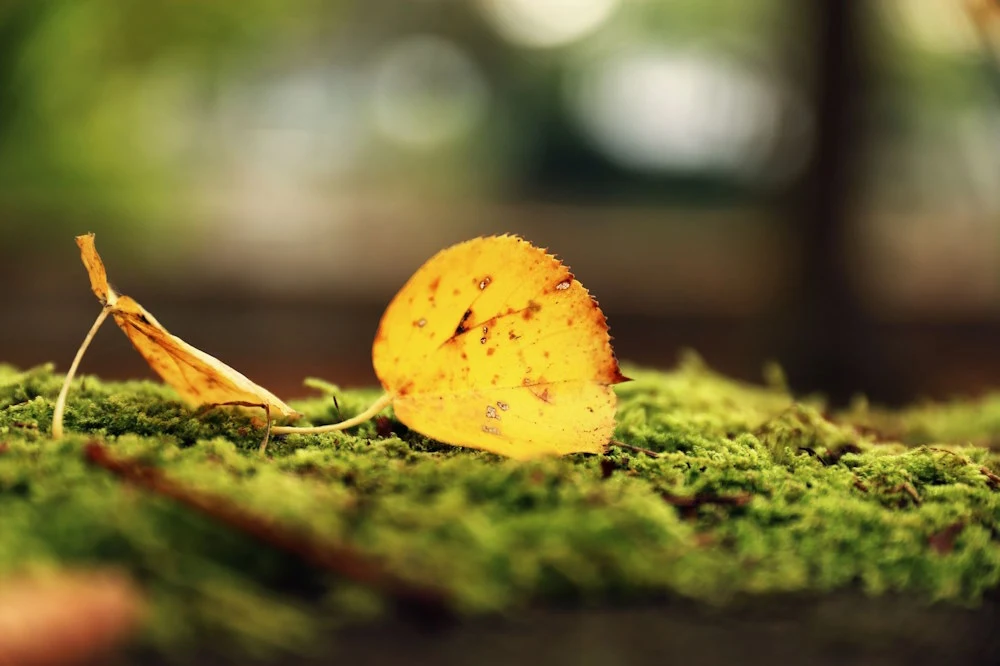 Extreme close-up of a single yellow autumnal leaf on the ground