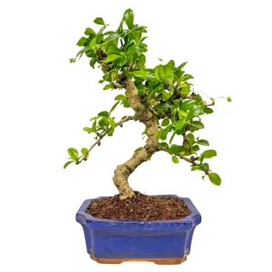 Fukien tea tree bonsai with winding branches and lush foliage