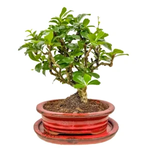 Short-trunked Fukien tea tree bonsai with dense clusters of foliage