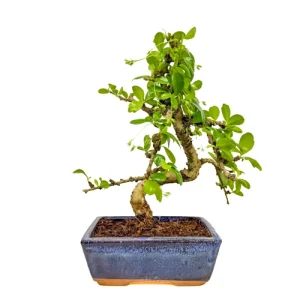 Fukien tea tree bonsai with lush foliage spread along its thin branches