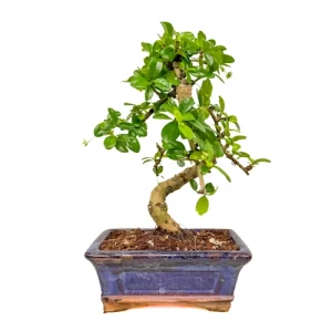 Lush foliage along the winding branches of a Fukien tea tree bonsai