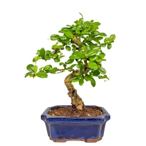 Lush-foliaged Fukien tea tree bonsai with branches that wind outwards