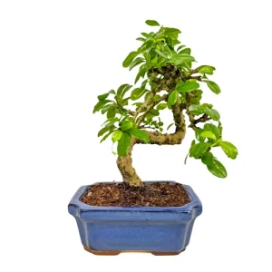 Short, S-shaped trunk on a Fukien tea tree bonsai with lush foliage