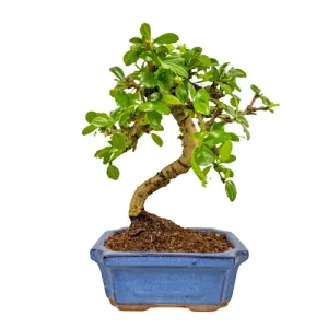 Fukien tea tree bonsai with a short, S-shaped trunk and lush foliage