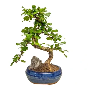 Fukien Tea Tree Rock Feature 31cm
