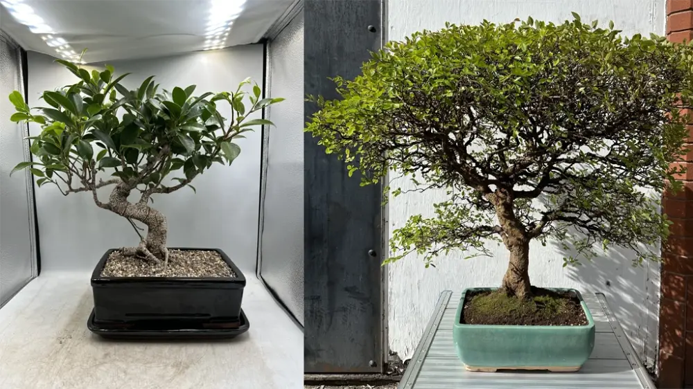 Split image comparing an indoor ficus bonsai with large glossy leaves and an outdoor bonsai with tiny serrated leaves