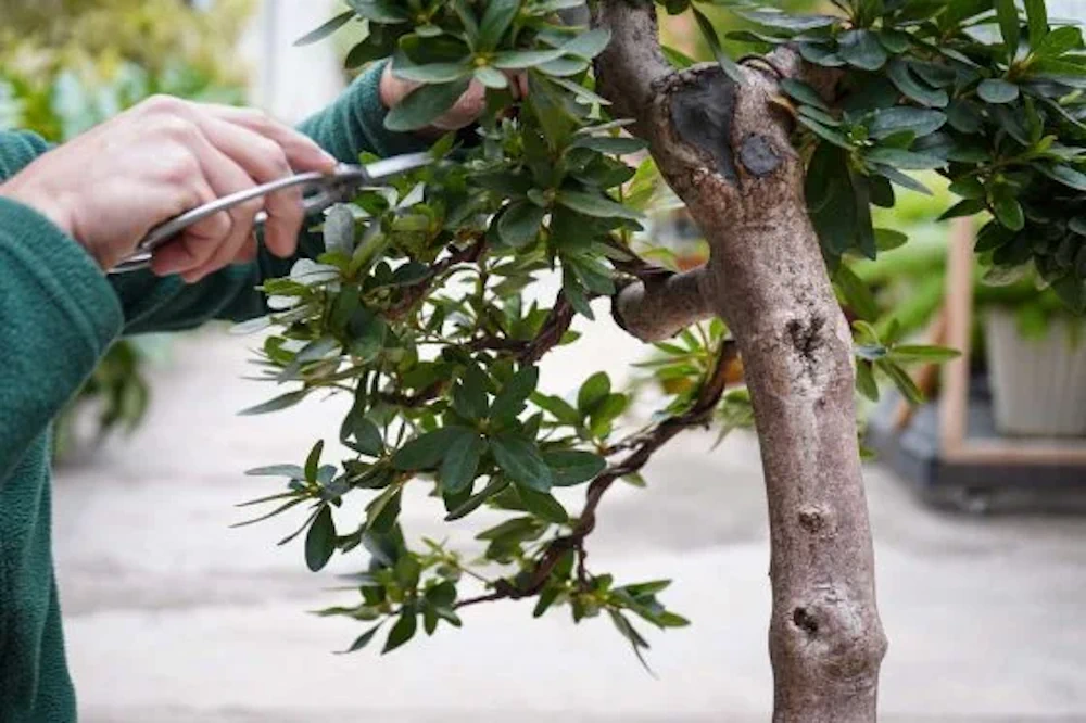 Large azalea bonsai outdoors, being pruned with wired branches visible in the background