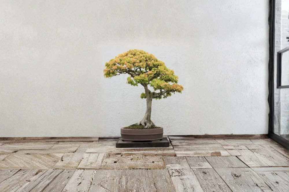 Trident maple bonsai, informal upright with an ascending canopy curve, on a wooden floor near a balcony