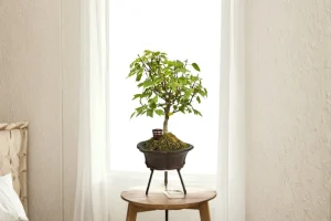 Trident maple bonsai on a sideboard with a raised-leg pot, in front of a window in a white and cream bedroom