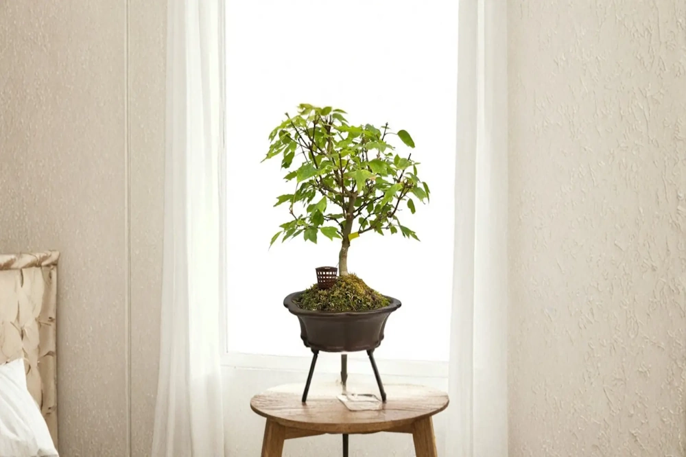 Trident maple bonsai on a sideboard with a raised-leg pot, in front of a window in a white and cream bedroom