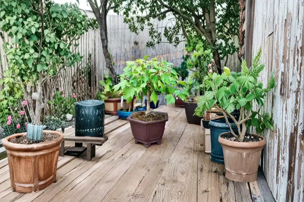 Trident maple bonsai in a garden setting, surrounded by other plants and garden features on wood