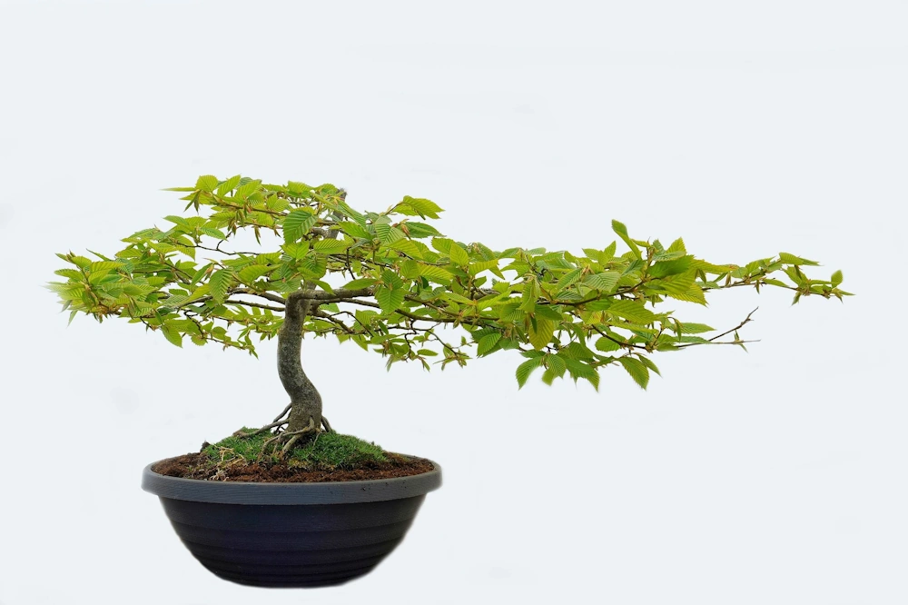 Semi-cascading beech bonsai in a round, deep, dark pot with light green leaves and nebari