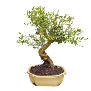 Beautiful Pomegranate 42cm