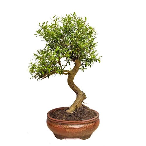 Lush Pomegranate 41cm