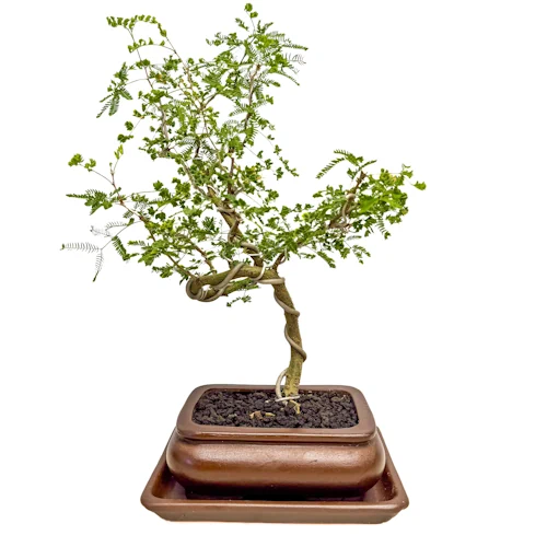 Vachellia Nilotica 36cm Inc Tray