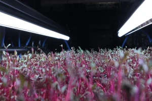 Microgreen grow trays under bright white grow lights