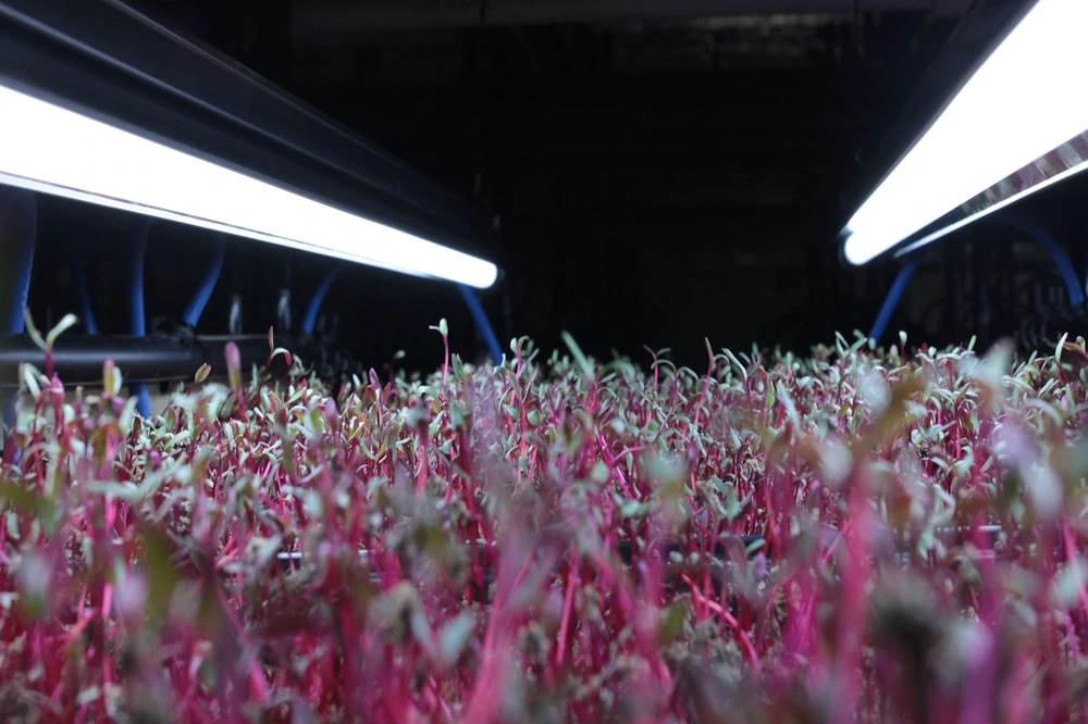 Microgreen grow trays under bright white grow lights