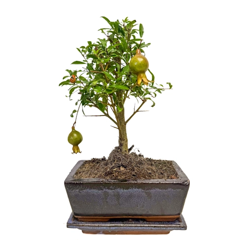 Fruiting Small Pomegranate 27cm Inc Tray