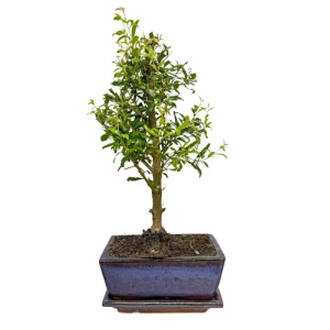 Cute Pomegranate 35cm Inc Tray