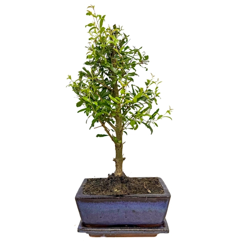 Cute Pomegranate 35cm Inc Tray