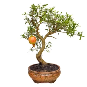 Fruiting Pomegranate 40cm