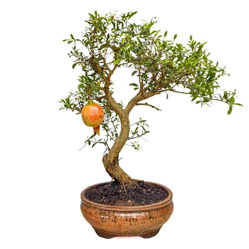 Fruiting Pomegranate 40cm