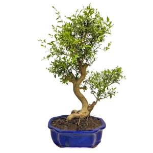 Heathy Pomegranate 47cm