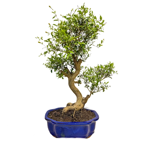 Heathy Pomegranate 47cm